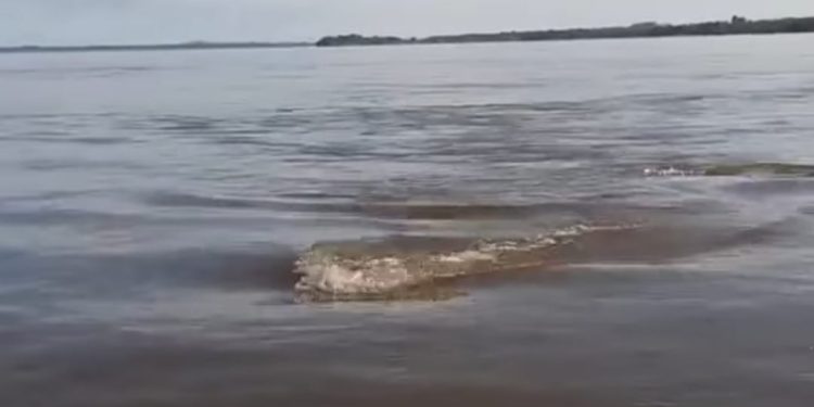 Vídeo mostra pescadores assustados com criatura debaixo d’água: ‘Anaconda’; veja