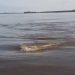 Vídeo mostra pescadores assustados com criatura debaixo d’água: ‘Anaconda’; veja