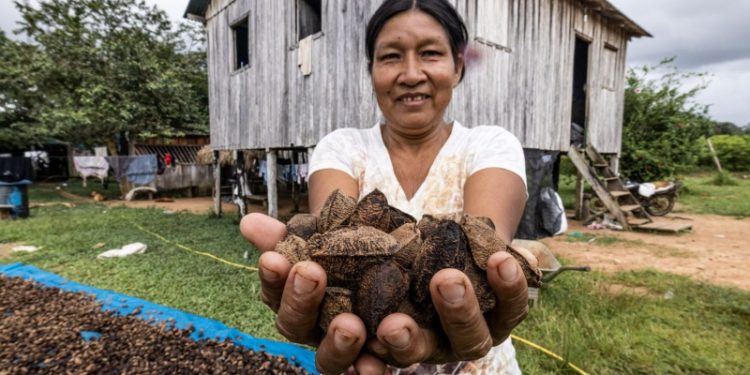 Mulheres se tornam protagonistas do extrativismo na Amazônia