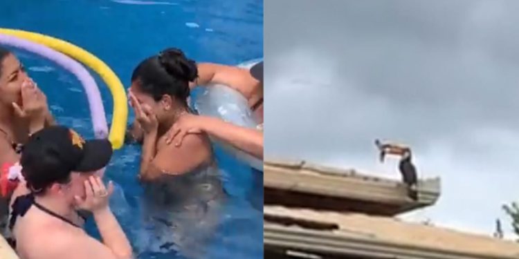 Aparição ‘fofa’ de tucano se torna momento de terror para uma família; veja vídeo