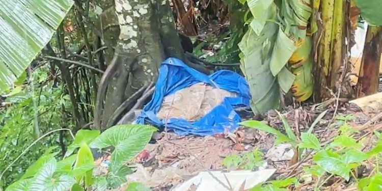 Funcionário de empresa encontra cadáver em estado de decomposição em Manaus