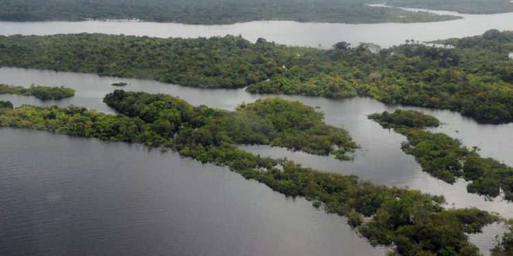 Madeireira compra fazenda no AM por R$ 250 milhões para derrubar árvores nobres