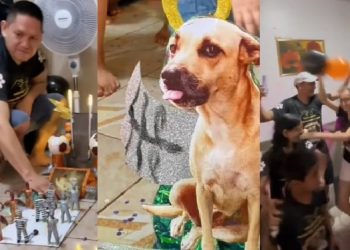 Amazonense viraliza com Carnaval de maquetes em homenagem à cadela falecida