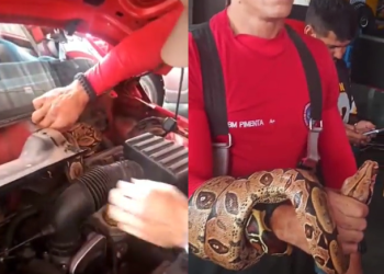 Vídeo: Olha a cobra! Motorista se assusta ao encontrar jiboia no motor do carro, em Manaus
