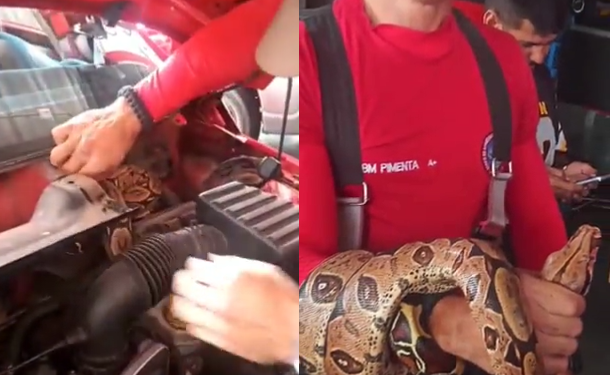 Vídeo: Olha a cobra! Motorista se assusta ao encontrar jiboia no motor do carro, em Manaus