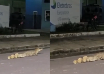 Vídeo: Com as chuvas, jacaré vai para rua em Manaus a procura de gatos para comer