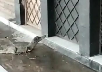 Vídeo mostra jacaré “visitando” moradores da Cidade Nova após chuvas em Manaus
