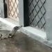 Vídeo mostra jacaré “visitando” moradores da Cidade Nova após chuvas em Manaus