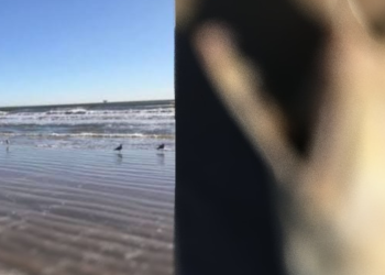 Sinistro: durante caminhada, mulher encontra criatura estranha na praia