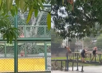 Moradores aproveitando enxurrada para brincar de mergulho viriliza; assista