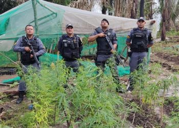 Tráfico no AM tem prejuízo de mais de R$ 6 milhões após polícia queimar plantação de maconha