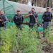 Tráfico no AM tem prejuízo de mais de R$ 6 milhões após polícia queimar plantação de maconha