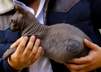 Gato tatuado por traficantes é resgatado de presídio