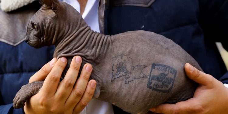Gato tatuado por traficantes é resgatado de presídio