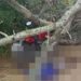 Árvore mata motoqueiro esmagado após ele parar na sombra para atender celular