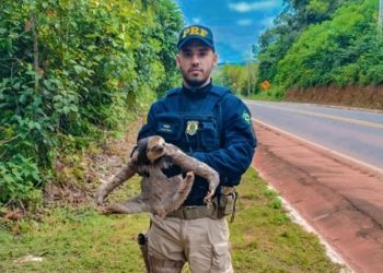 Preguiça é resgatada na BR-174 em Manaus