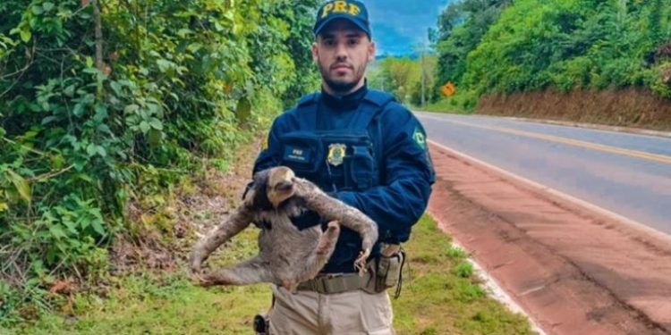 Preguiça é resgatada na BR-174 em Manaus