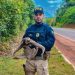 Preguiça é resgatada na BR-174 em Manaus
