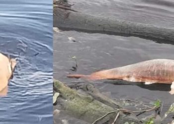 Moradora fotografa botos-cor-de-rosa mortos em igarapé de Manaus: ‘o ser humano é lamentável’