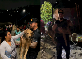 Após 7 horas cachorro soterrado é resgatado com vida em deslizamento em Manaus
