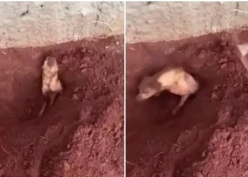 Vídeo: Idosa enterra cadela viva e acaba presa