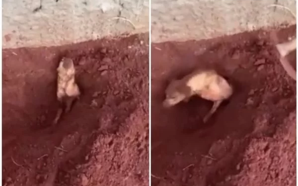 Vídeo: Idosa enterra cadela viva e acaba presa