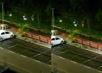 Grupo de capivaras é flagrado procurando abrigo após forte chuva em Manaus; veja