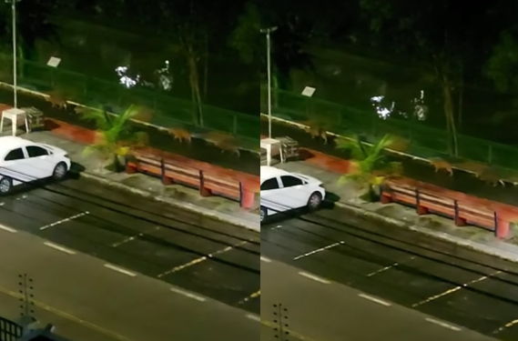 Grupo de capivaras é flagrado procurando abrigo após forte chuva em Manaus; veja