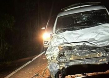 Motorista mata búfalo atropelado na BR-319, em Careiro da Várzea