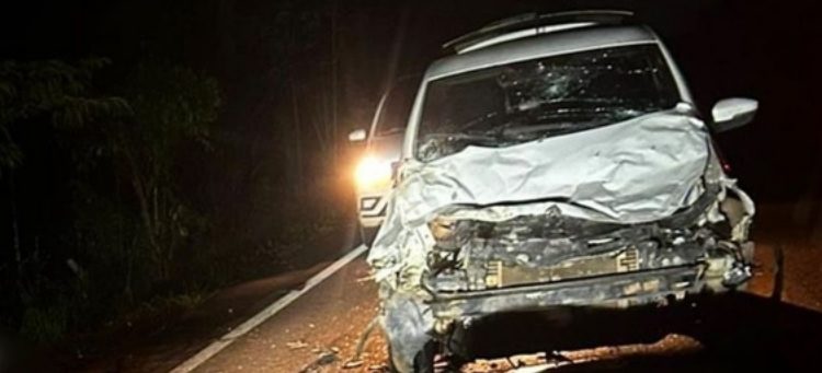 Motorista mata búfalo atropelado na BR-319, em Careiro da Várzea