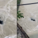 Vídeo: Moradores do Jorge Texas se assustam ao verem corpo amarrado em igarapé