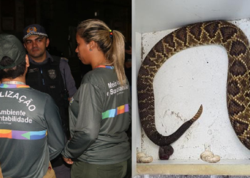 Cobra é encontrada em hotel de Manaus durante fiscalização da Seagi