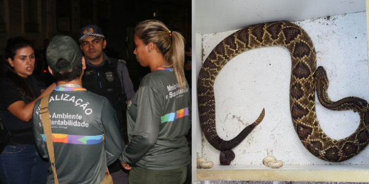 Cobra é encontrada em hotel de Manaus durante fiscalização da Seagi