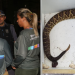 Cobra é encontrada em hotel de Manaus durante fiscalização da Seagi