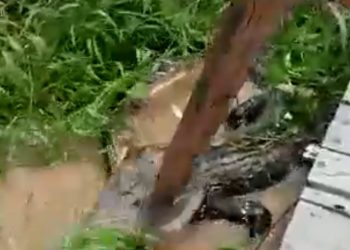 Vídeo: No Amazonas, jacaré gigante é atacado a pauladas e chamado de malandro: ‘mata logo!’