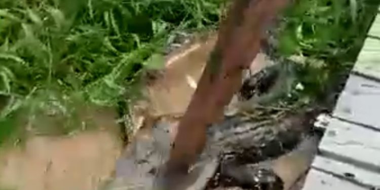 Vídeo: No Amazonas, jacaré gigante é atacado a pauladas e chamado de malandro: ‘mata logo!’