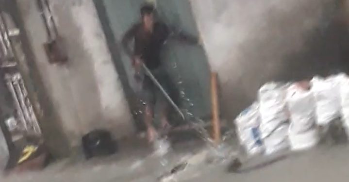 Vídeo: cobra nada em direção à residência e acaba morta a pauladas em Manaus