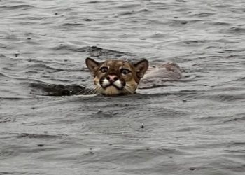 Vídeo: onça parda nada em rio do Amazonas e encanta ribeirinhos: ‘que linda!’