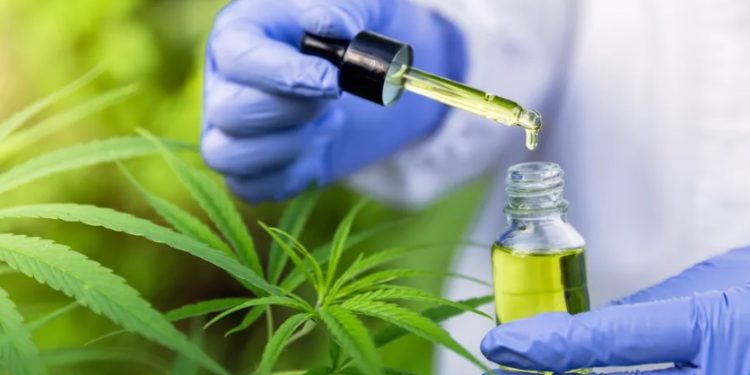 Juiz autoriza homem a plantar e usar maconha para combater ansiedade