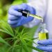 Juiz autoriza homem a plantar e usar maconha para combater ansiedade
