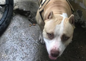 Pitbull é morto esfaqueado após brigar com cachorro do vizinho em Manaus