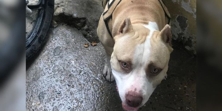 Pitbull é morto esfaqueado após brigar com cachorro do vizinho em Manaus