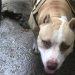 Pitbull é morto esfaqueado após brigar com cachorro do vizinho em Manaus