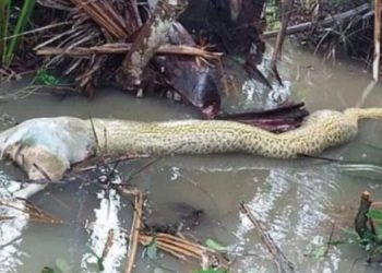 Vídeo: fazendeiro grava sucuri morrendo engasgada ao tentar comer cachorro