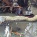 Vídeo: fazendeiro grava sucuri morrendo engasgada ao tentar comer cachorro