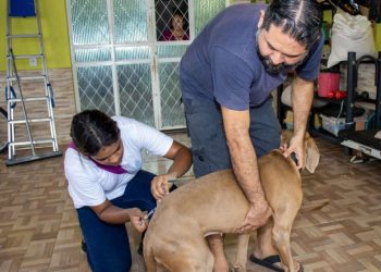 Veja onde estarão abertos em Manaus pontos de vacinação antirrábica gratuitos neste sábado