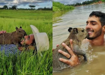 “Animal silvestre não é pet”, diz Ibama sobre caso Agenor e capivara Filó
