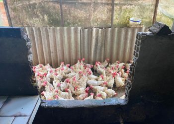 Adaf interdita abatedouro clandestino de aves na Zona Norte de Manaus