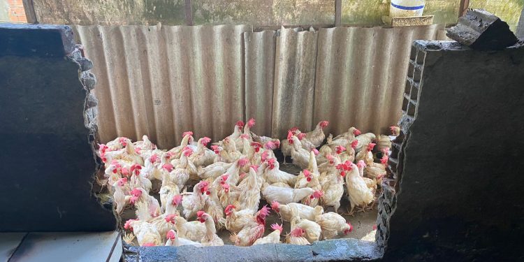 Adaf interdita abatedouro clandestino de aves na Zona Norte de Manaus