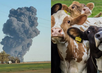 Pum de vacas causa explosão em fazenda e mata 18 mil bovinos